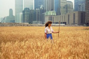 Agnes Denes, Wheatfield, A Confrontation, 1982